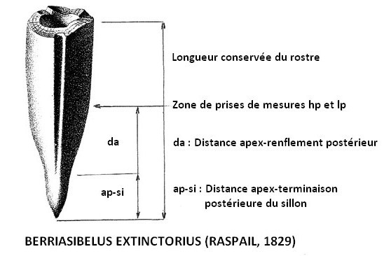Berriasibelus extinctorius 1