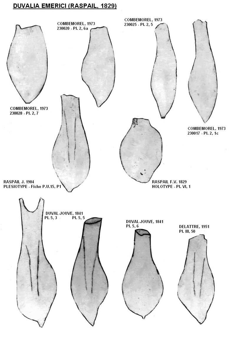 Duvalia emerici - morphotypes