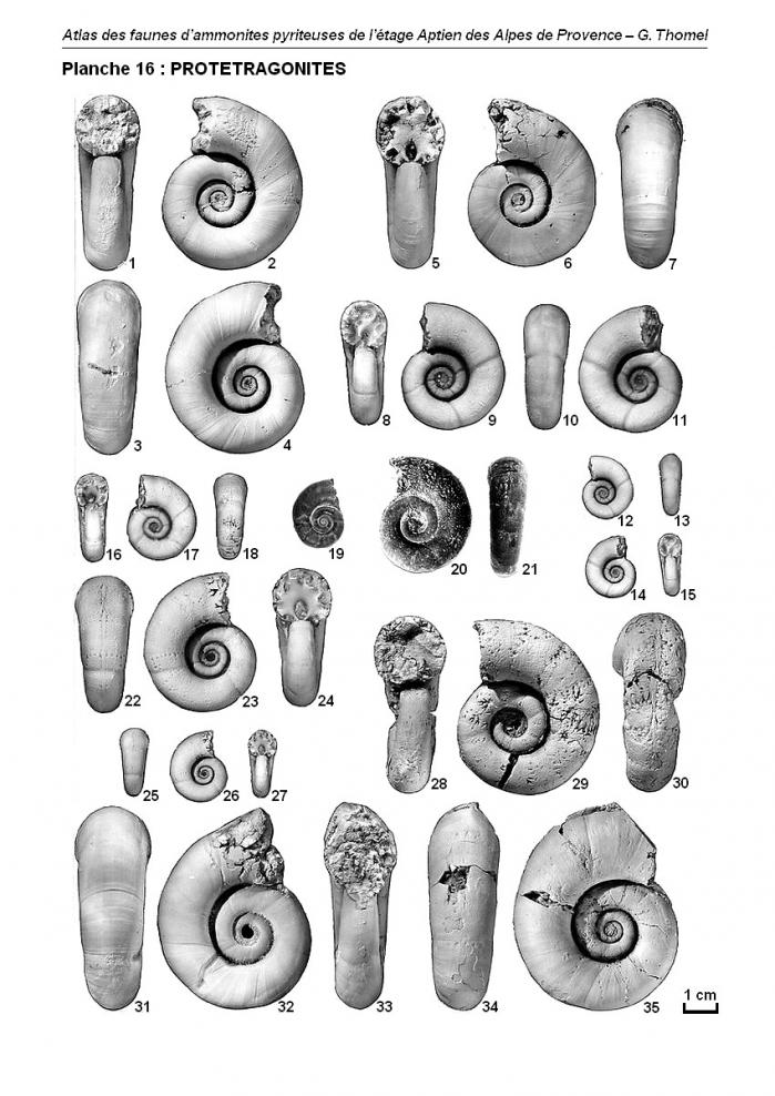 Ammonites de l'Aptien - Planche 16
