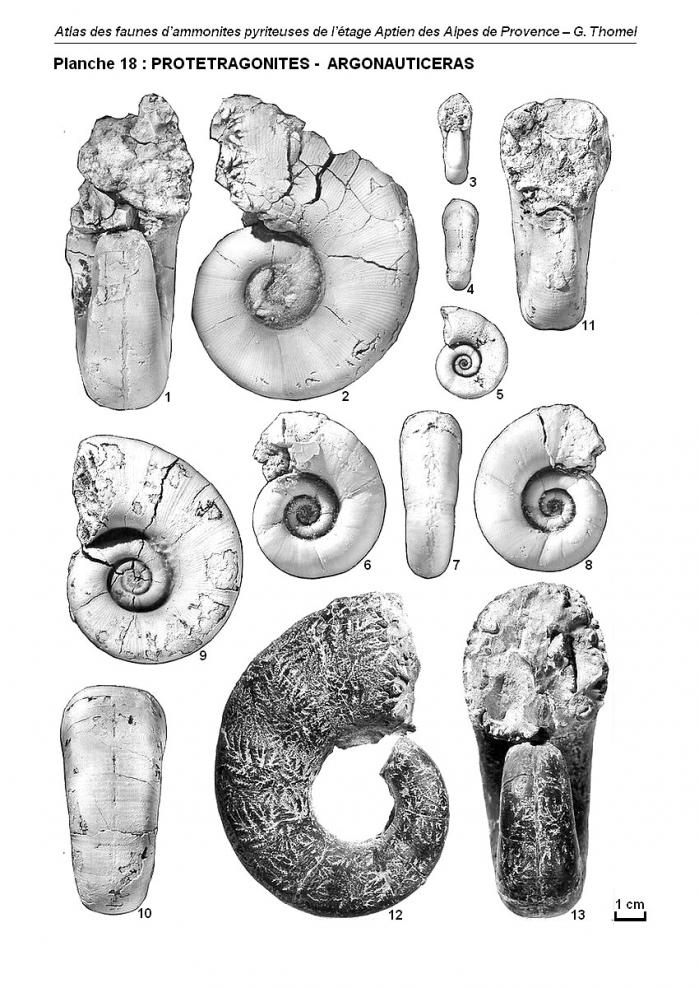 Ammonites de l'Aptien - Planche 18