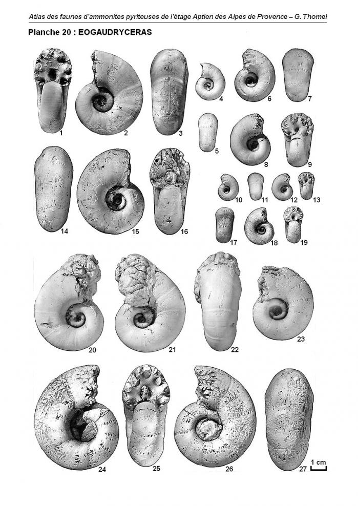 Ammonites de l'Aptien - Planche 20