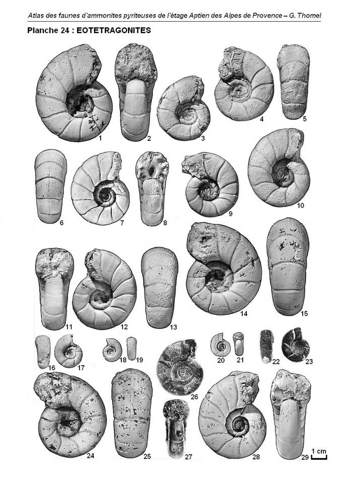 Ammonites de l'Aptien - Planche 24