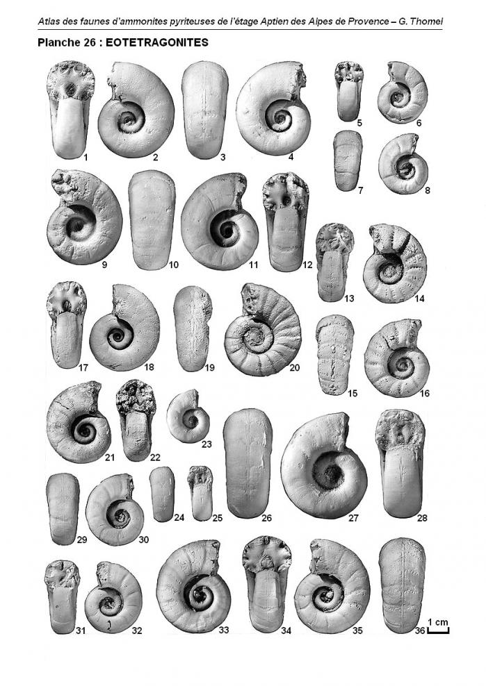 Ammonites de l'Aptien - Planche 26