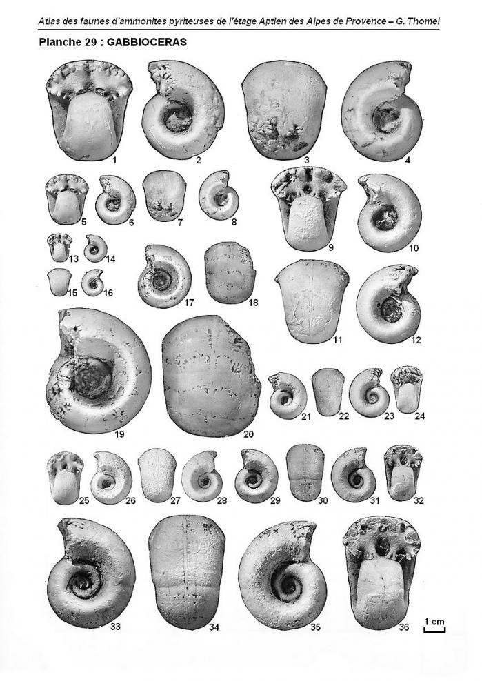 Ammonites de l'Aptien - Planche 29