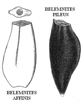Duvalia emerici - morphotypes pileus et affinis